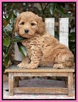 Hunnie Checkers Rebel 6 week old 51