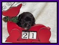 Hunnie Checkers Rebel 3 week old 141