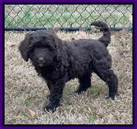 Hunnie Checkers Rebel 7 week old 151