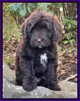 Hunnie Checkers Rebel 8 week old 21