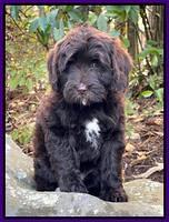 Hunnie Checkers Rebel 8 week old 41