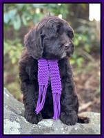 Hunnie Checkers Rebel 8 week old 51