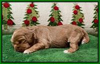 Hunnie Checkers Rebel 2 week old 171