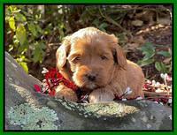 Hunnie Checkers Rebel 4 week old 81