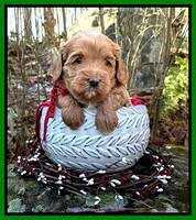 Hunnie Checkers Rebel 4 week old 91