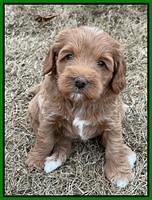Hunnie Checkers Rebel 5 week old 161