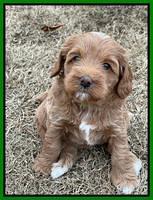 Hunnie Checkers Rebel 5 week old 171