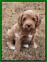 Hunnie Checkers Rebel 5 week old 191