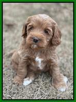Hunnie Checkers Rebel 5 week old 201