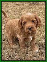 Hunnie Checkers Rebel 5 week old 211