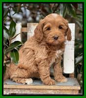 Hunnie Checkers Rebel 6 week old 191