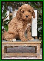 Hunnie Checkers Rebel 6 week old 201