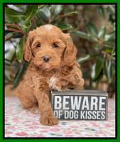 Hunnie Checkers Rebel 6 week old 211