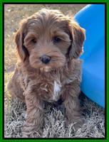 Hunnie Checkers Rebel 7 week old 171