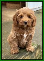Hunnie Checkers Rebel 7 week old 181