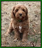 Hunnie Checkers Rebel 7 week old 191