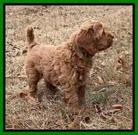 Hunnie Checkers Rebel 7 week old 201