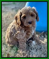 Hunnie Checkers Rebel 7 week old 221