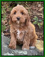 Hunnie Checkers Rebel 8 week old 121320