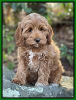 Hunnie Checkers Rebel 8 week old 131320