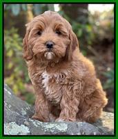 Hunnie Checkers Rebel 8 week old 141320