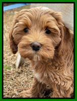 Hunnie Checkers Rebel 8 week old 91320