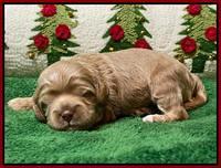 Hunnie Checkers Rebel 2 week old 191