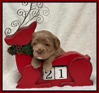 Hunnie Checkers Rebel 3 week old 211