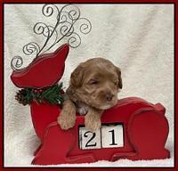 Hunnie Checkers Rebel 3 week old 221