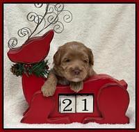 Hunnie Checkers Rebel 3 week old 231