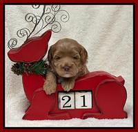 Hunnie Checkers Rebel 3 week old 251