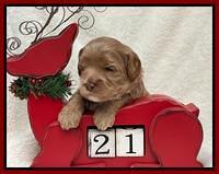 Hunnie Checkers Rebel 3 week old 261