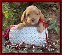 Hunnie Checkers Rebel 4 week old 281