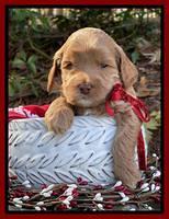 Hunnie Checkers Rebel 4 week old 321