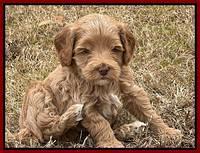 Hunnie Checkers Rebel 5 week old 231