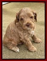 Hunnie Checkers Rebel 5 week old 241