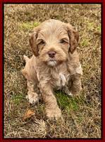 Hunnie Checkers Rebel 5 week old 251