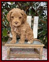 Hunnie Checkers Rebel 6 week old 241