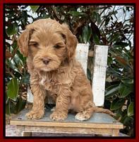 Hunnie Checkers Rebel 6 week old 251