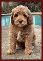 Hunnie Checkers Rebel 8 week old 101