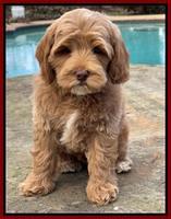 Hunnie Checkers Rebel 8 week old 111