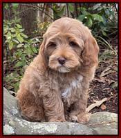 Hunnie Checkers Rebel 8 week old 121