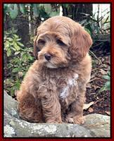 Hunnie Checkers Rebel 8 week old 131