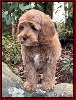 Hunnie Checkers Rebel 8 week old 81