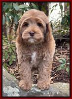 Hunnie Checkers Rebel 8 week old 91