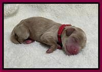 Hunnie Checkers Rebel Newborn 1 17