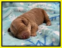 Hunnie Checkers Rebel 1 week old 231
