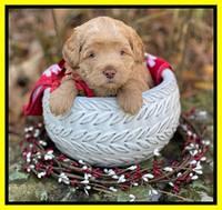 Hunnie Checkers Rebel 4 week old 371