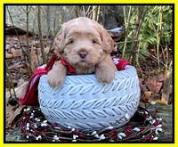 Hunnie Checkers Rebel 4 week old 401