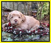 Hunnie Checkers Rebel 4 week old 411